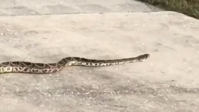 WATCH: Eastern diamondback rattlesnake takes stroll through Deltona neighborhood