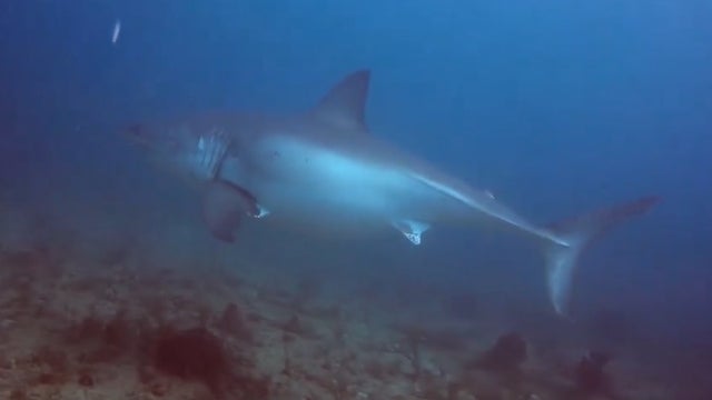 Florida lawmakers send shark fin ban to governor