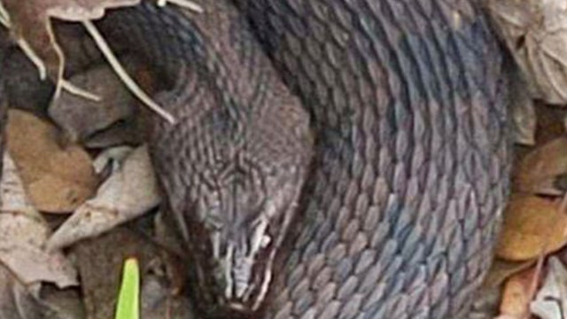 Florida snake orgy forces officials to close area of park