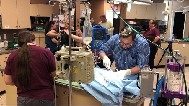 Studies suggest veterinarians could be at higher risk of suicide