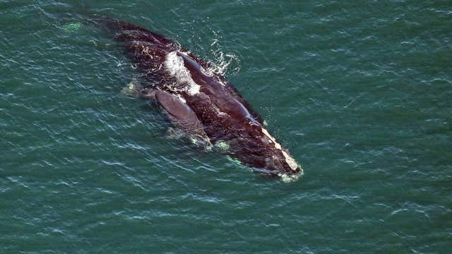 3 more right whales, calves spotted off coast of Florida