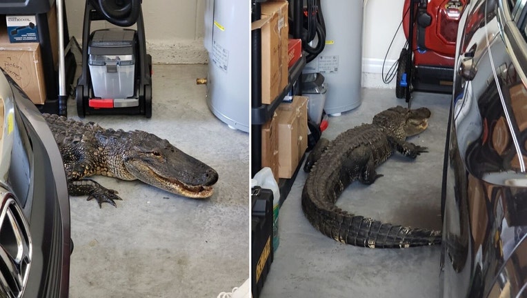 north-port-garage-gator.jpg