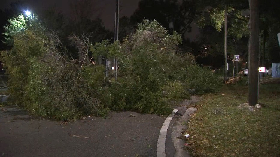 tree-limbs-in-road.jpg