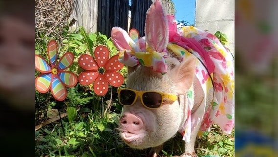 Daytona Beach pig is a finalist to be the 2020 Cadbury Bunny