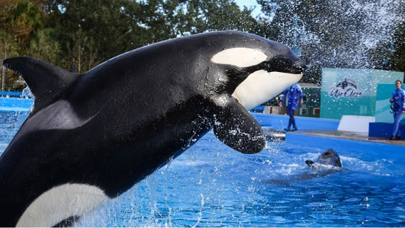 SeaWorld visitor steals wallets from Make-A-Wish guests