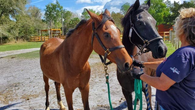 Horses seized from Central Florida property adopted; former owner pleads not guilty to animal cruelty