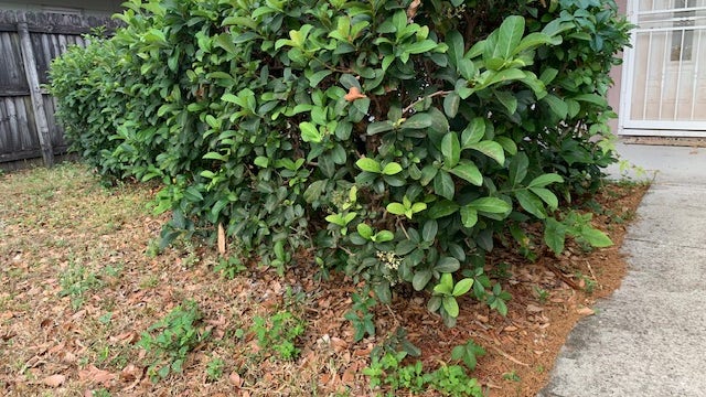 Man dresses as bush to sneak out during coronavirus lockdown
