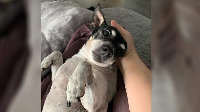 This hotel allows guests to foster shelter dogs during their stay