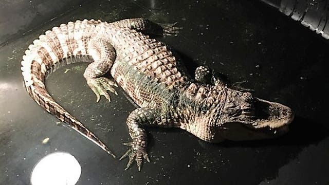 Ohio police remove alligator living in man's basement for 25 years