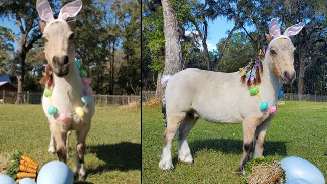 Miniature horse from Ocala competing to become the next Cadbury Bunny