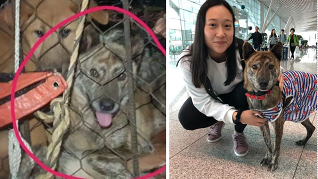 Organizations ask for help to save rescue dogs amid COVID-19 pandemic