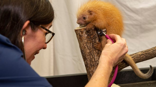 Disney's Animal Kingdom welcomes baby porcupine