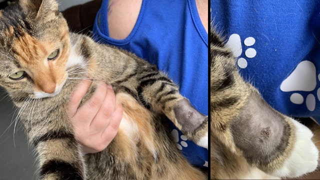 Cat shot by BB gun in Kissimmee neighborhood, bone shattered