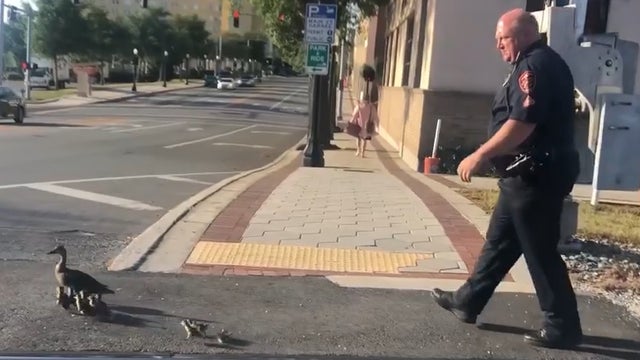 Lakeland officer escorts mama duck and 12 ducklings out of road, into lake