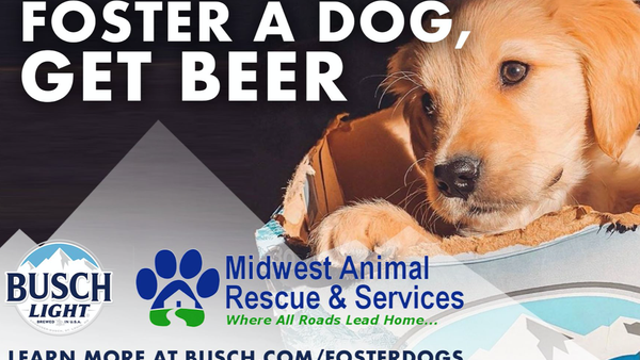 Busch to give '3 months' of beer to people that adopt or foster a dog during coronavirus pandemic