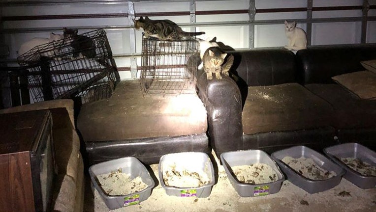 cats4.jpg
