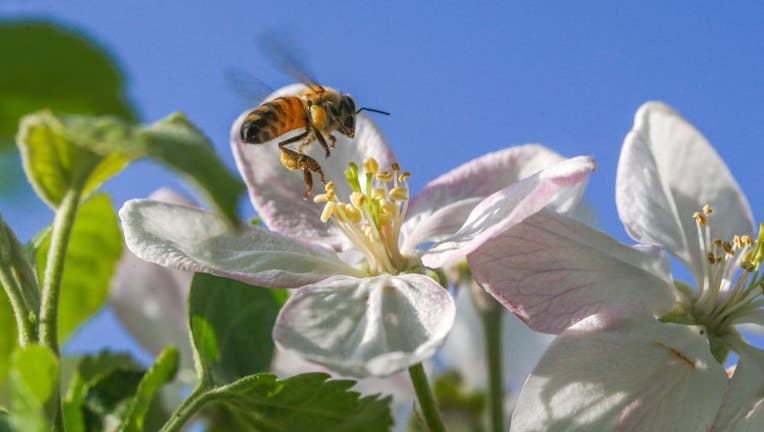 Nature comes alive in spring
