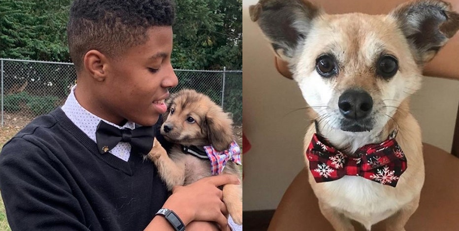 Boy makes bow 2025 ties for dogs