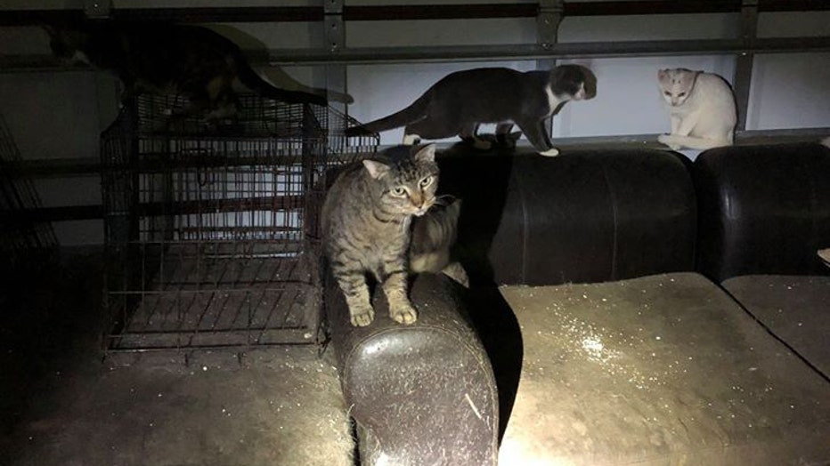 cats2.jpg
