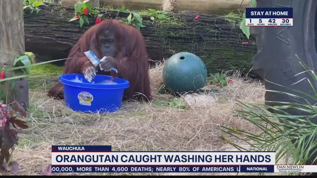 Viral video shows orangutan washing hands
