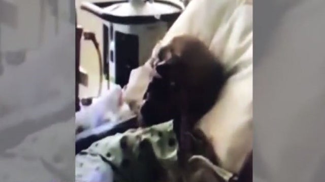 COVID-19 patient's 'Easter miracle' inspires Miami woman to advocate for her dad