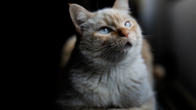 New Hampshire cat owner reunites with pet, missing for 7 years, just before Christmas