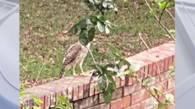 Nesting season prompts hawk attacks in one Orlando neighborhood