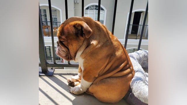Bulldog named ‘Big Poppa’ goes viral for quarantine ‘sadness’ photo