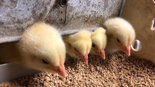Chicks flying off shelves amid COVID-19 pandemic