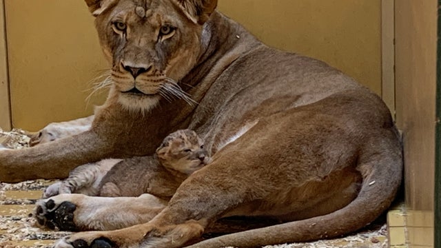 Denver Zoo celebrates birth of 2 African lion cubs