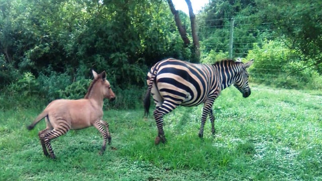Zebra gives birth to rare 'zonkey' foal after mating with donkey in Kenya
