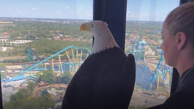 SeaWorld Orlando gives bird's eye view of park during temporary closure