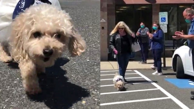 Shelter staff cheer on dog leaving for new home after New Jersey owner died of COVID-19