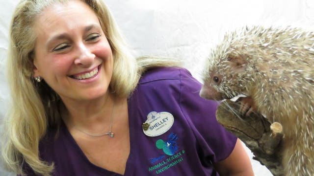 Porcupette born at Animal Kingdom given name in honor of caretaker