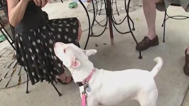 Can pets get COVID-19? Vets say there's no evidence yet