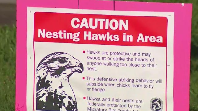 Woman, 73, attacked by hawk while using walker