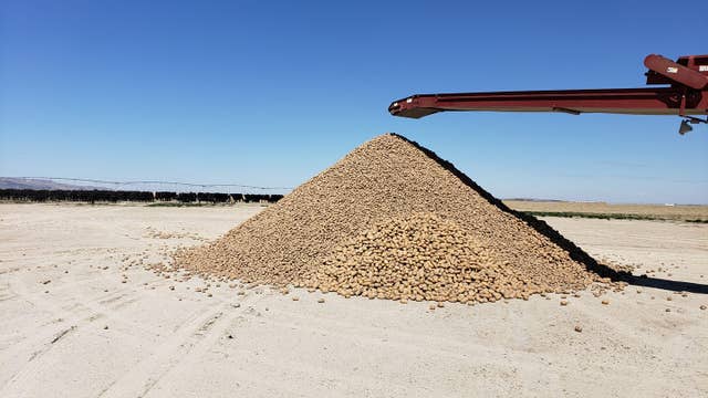 Idaho farm gives away free potatoes so they won’t go to waste due to lack of demand