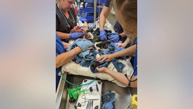 Dog gives birth to litter of 21 puppies