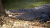 Teen girl attacked, bitten by 10-foot alligator in Florida, deputies say