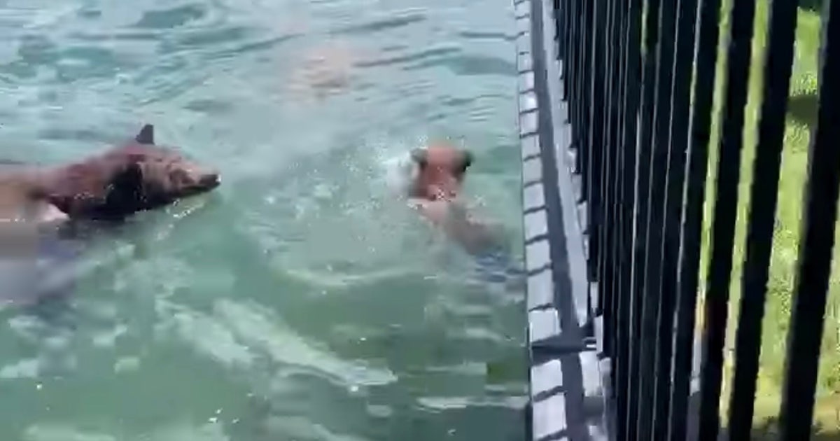 Heartwarming video shows mama bear helping her cub swim to safety | FOX ...