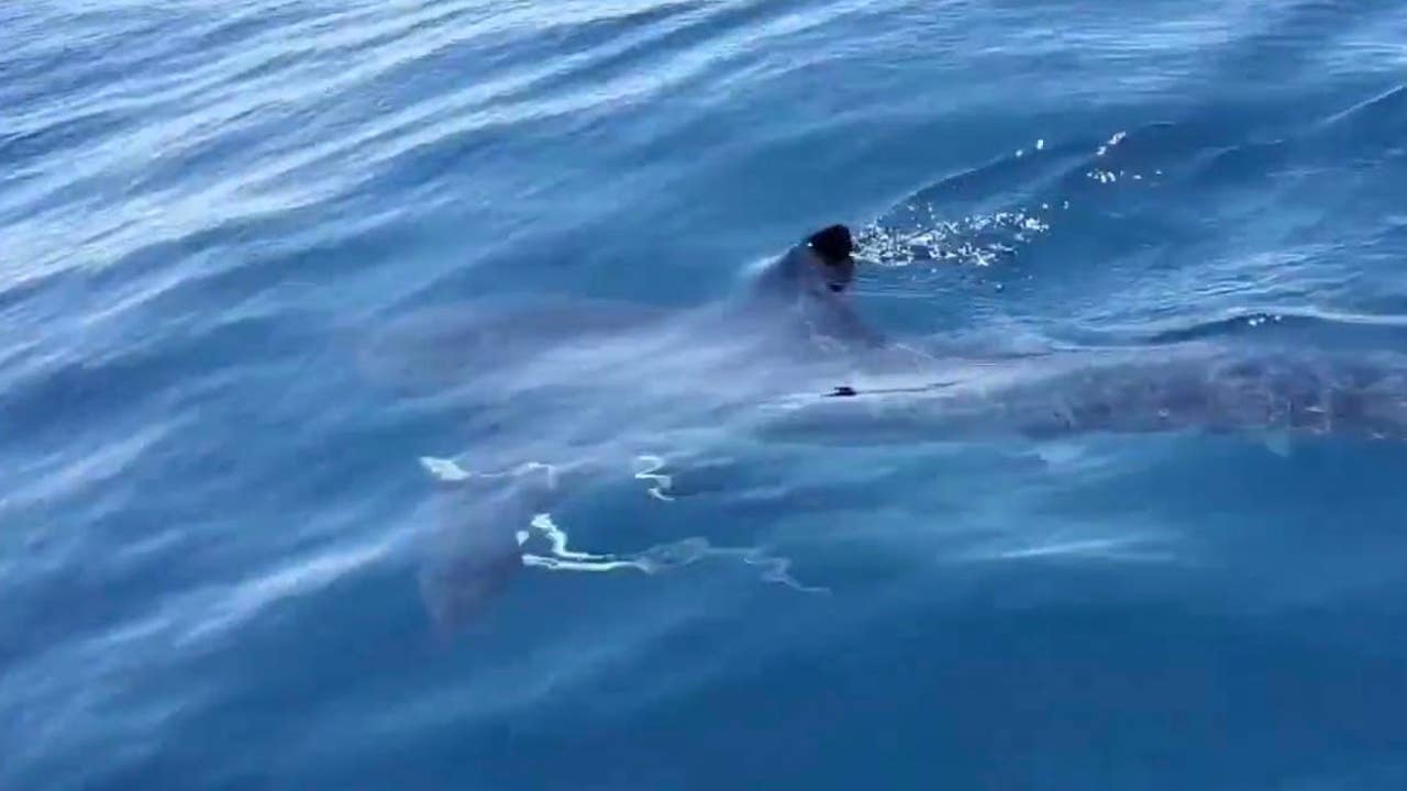 Shark Attacks Teen Surfer At Florida Beach In Chilling Video