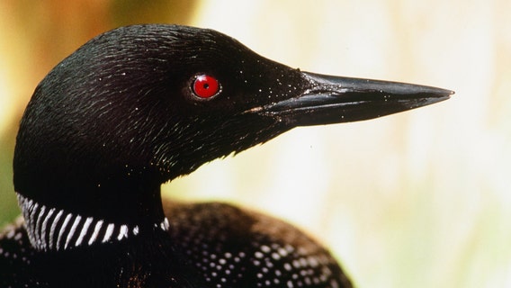 A loon killed a bald eagle by stabbing its heart, biologist says