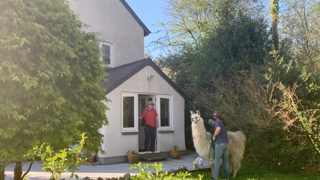 Llama delivers groceries to elderly during COVID-19 pandemic