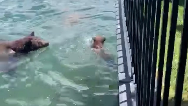 Heartwarming video shows mama bear helping her cub swim to safety