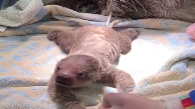 Baby sloth welcomed after hard birth at Rhode Island zoo