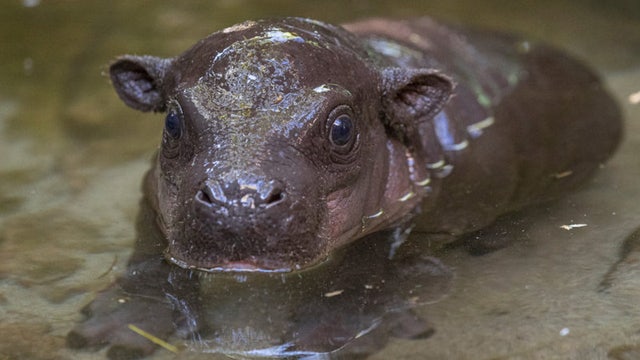 Endangered pygmy hippo born at San Diego Zoo for first time in 30 years