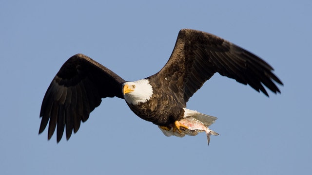 Bald eagle attacks $950 government drone, sends it crashing into lake