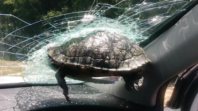 Turtle strikes car in Georgia, gets lodged in windshield