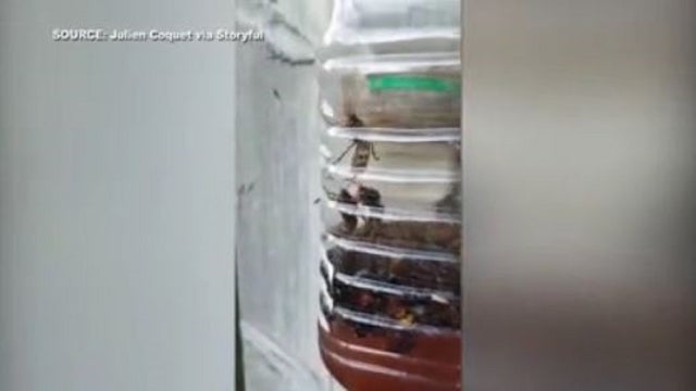 Florida bee experts: Don’t get too buzzed about murder hornets