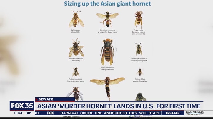 murder | time for 35 hornet first FOX Asia murder | time for 35 hornet first FOX Asia